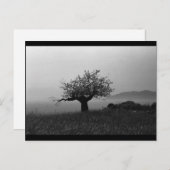 Olivenbaum (Postkarte) Postkarte (Vorne/Hinten)