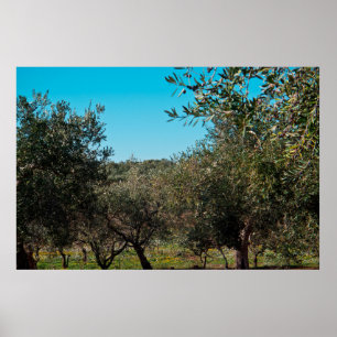 Olivenbäume in der apulischen Landschaft im Herbst Poster