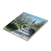 OLIVENBÄUME IN DER Toskana Fliese (Seite)