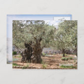 Olivenbäume in Gethsemane, Jerusalem, Israel Postkarte (Vorne/Hinten)