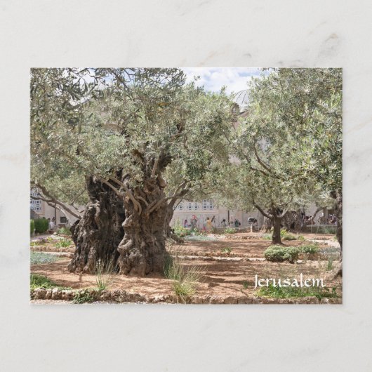 Olivenbäume in Gethsemane, Jerusalem, Israel Postkarte (Vorderseite)
