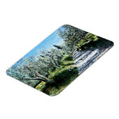 OLIVENBÄUME IN RIMAGGIO - TUSKANIE MAGNET (Linke Seite)