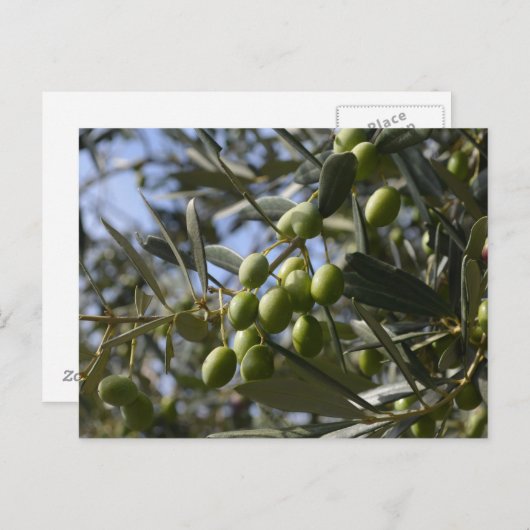 Olivenbäume Postkarte (Vorne/Hinten)