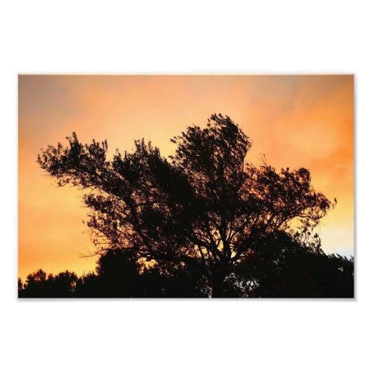 Olivenbäume Silhouette bei Sonnenuntergang Fotodruck (Vorne)