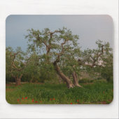 Olivenbaumwaldung an Sonnenuntergang mousepad (Vorne)