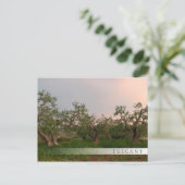 Olivenhain bei Sonnenuntergang Bar Postkarte (Stehend Vorderseite)