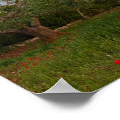 Olivenhain bei Sonnenuntergang Poster (Ecke)