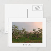 Olivenhain bei Sonnenuntergang weiße Postkarte (Vorne/Hinten)