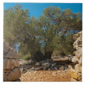 Olivenhaine Fliese (Vorderseite)