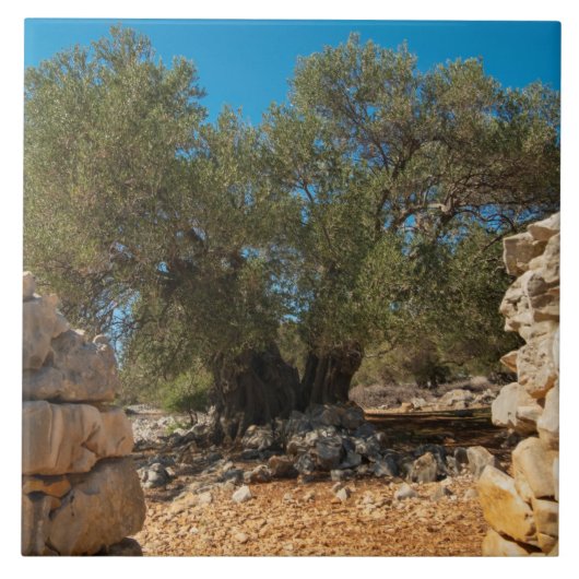 Olivenhaine Fliese (Vorderseite)