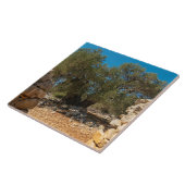 Olivenhaine Fliese (Seite)