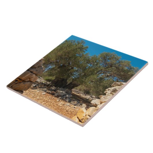 Olivenhaine Fliese (Seite)