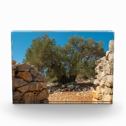 Olivenhaine Fotoblock (Vorderseite)