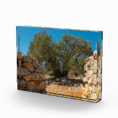 Olivenhaine Fotoblock (Rechts)