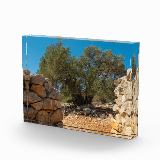 Olivenhaine Fotoblock (Rechts)