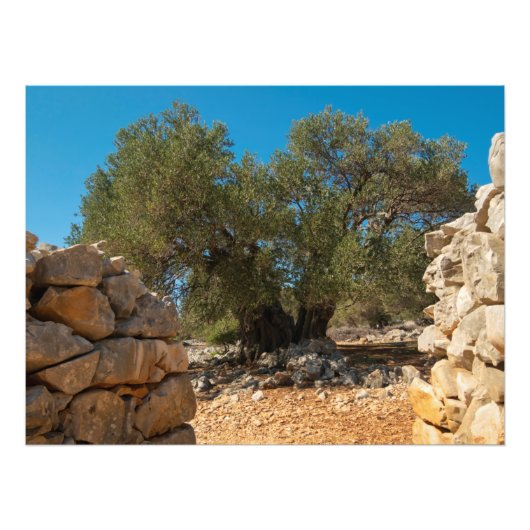 Olivenhaine Fotodruck (Vorne)