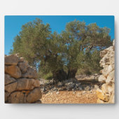 Olivenhaine Fotoplatte (Vorderseite)