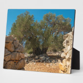 Olivenhaine Fotoplatte (Seite)