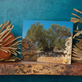 Olivenhaine Fotoplatte (Seite)