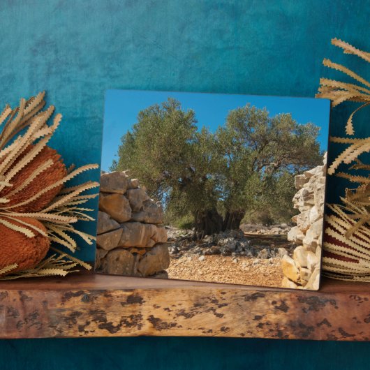 Olivenhaine Fotoplatte (Seite)