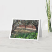 Olivenhaine in Valencia, Spanien Karte (Vorderseite)