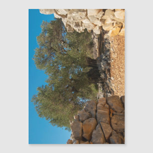 Olivenhaine Magnetkarte