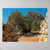 Olivenhaine Poster (Vorne)