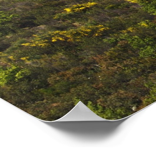 Olivenhaine Poster (Ecke)