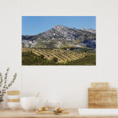 Olivenhaine Poster (Küche)