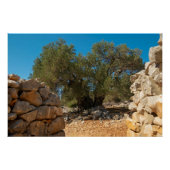 Olivenhaine Poster (Vorderseite)