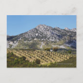 Olivenhaine Postkarte (Vorderseite)