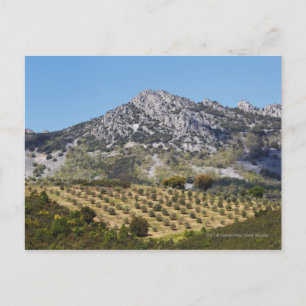 Olivenhaine Postkarte
