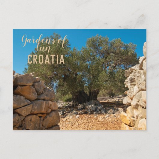 Olivenhaine Postkarte (Vorderseite)