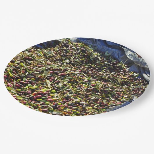 Olivensammlung Pappteller (Schrägansicht)