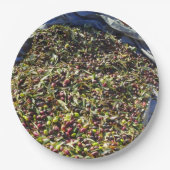 Olivensammlung Pappteller (Vorderseite)