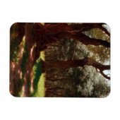 Olivenwald in Cap Saint Martin Magnet (Horizontal)