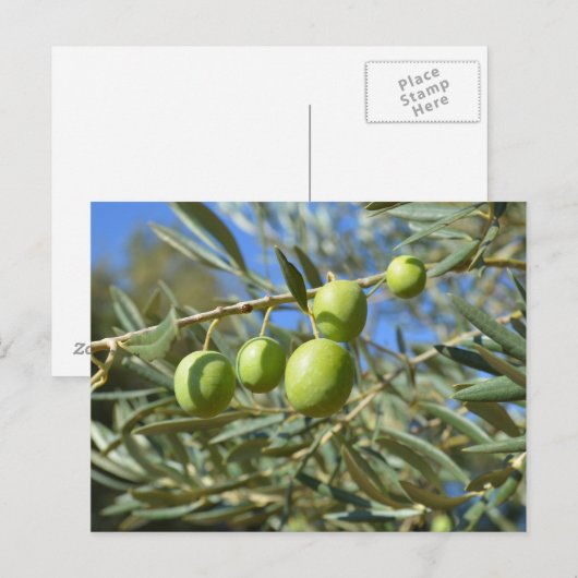 Olivenzweig Postkarte (Vorne/Hinten)