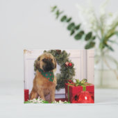 Oliver - Brüssel Griffon - Andrews Postkarte (Stehend Vorderseite)
