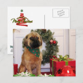 Oliver - Brüssel Griffon - Andrews Postkarte (Vorne/Hinten)