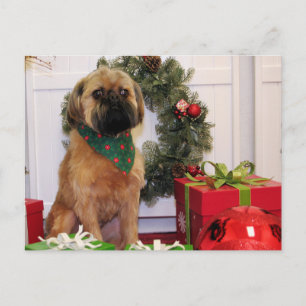 Oliver - Brüssel Griffon - Andrews Postkarte