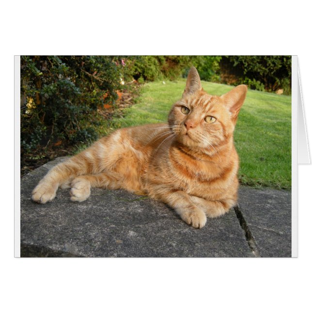 Oliver Cat (Vorderseite (Horizontal))