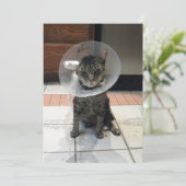 Oliver The Cats Cone of Shame Flat Get Well Card Karte (Stehend Vorderseite)