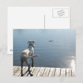 Oliver the Golden Labrador Postkarte (Vorne/Hinten)