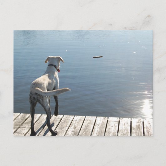 Oliver the Golden Labrador Postkarte (Vorderseite)
