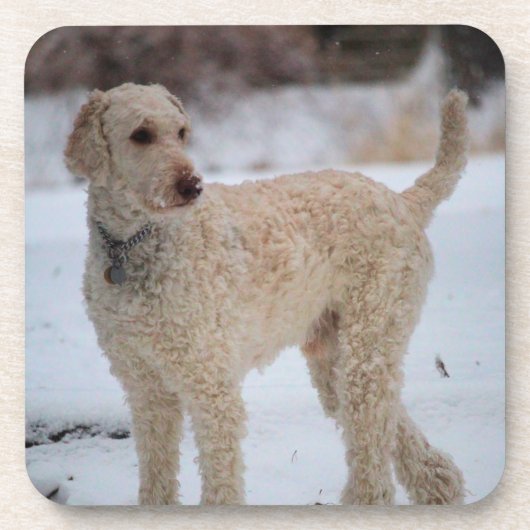 Ollie Getränkeuntersetzer (Vorderseite)