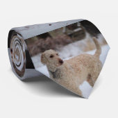 Ollie Krawatte (Gerollt)