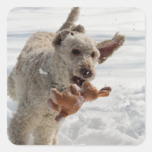 Ollie Quadratischer Aufkleber (Vorderseite)