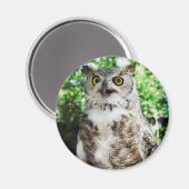 " OLLY " THE OWL MAGNET (Vorderseite/Rückseite)