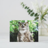 " OLLY " THE OWL POSTCARD POSTKARTE (Stehend Vorderseite)