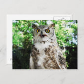 " OLLY " THE OWL POSTCARD POSTKARTE (Vorne/Hinten)